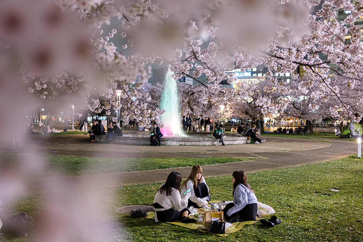 Hanami: conheça o festival japonês que celebra a beleza das cerejeiras