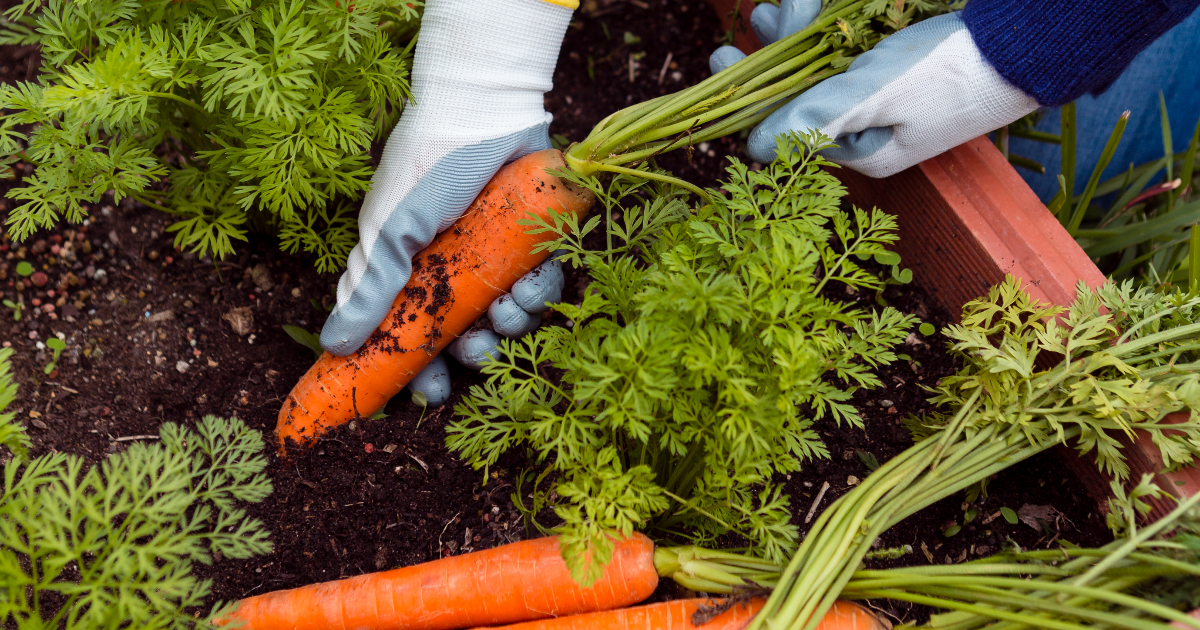 Horta em casa: 7 ideias criativas para cultivar temperos até em apês