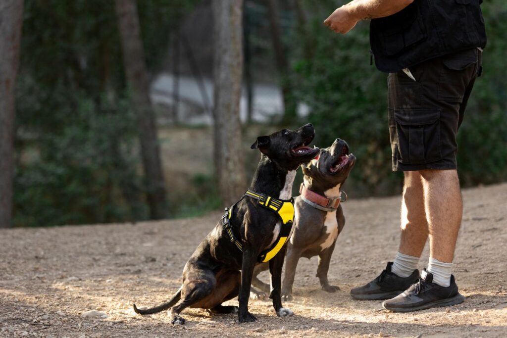 Para se candidatar a tutor de um desses cães, é preciso atender a uma série de critérios estabelecidos pela Polícia Civil.