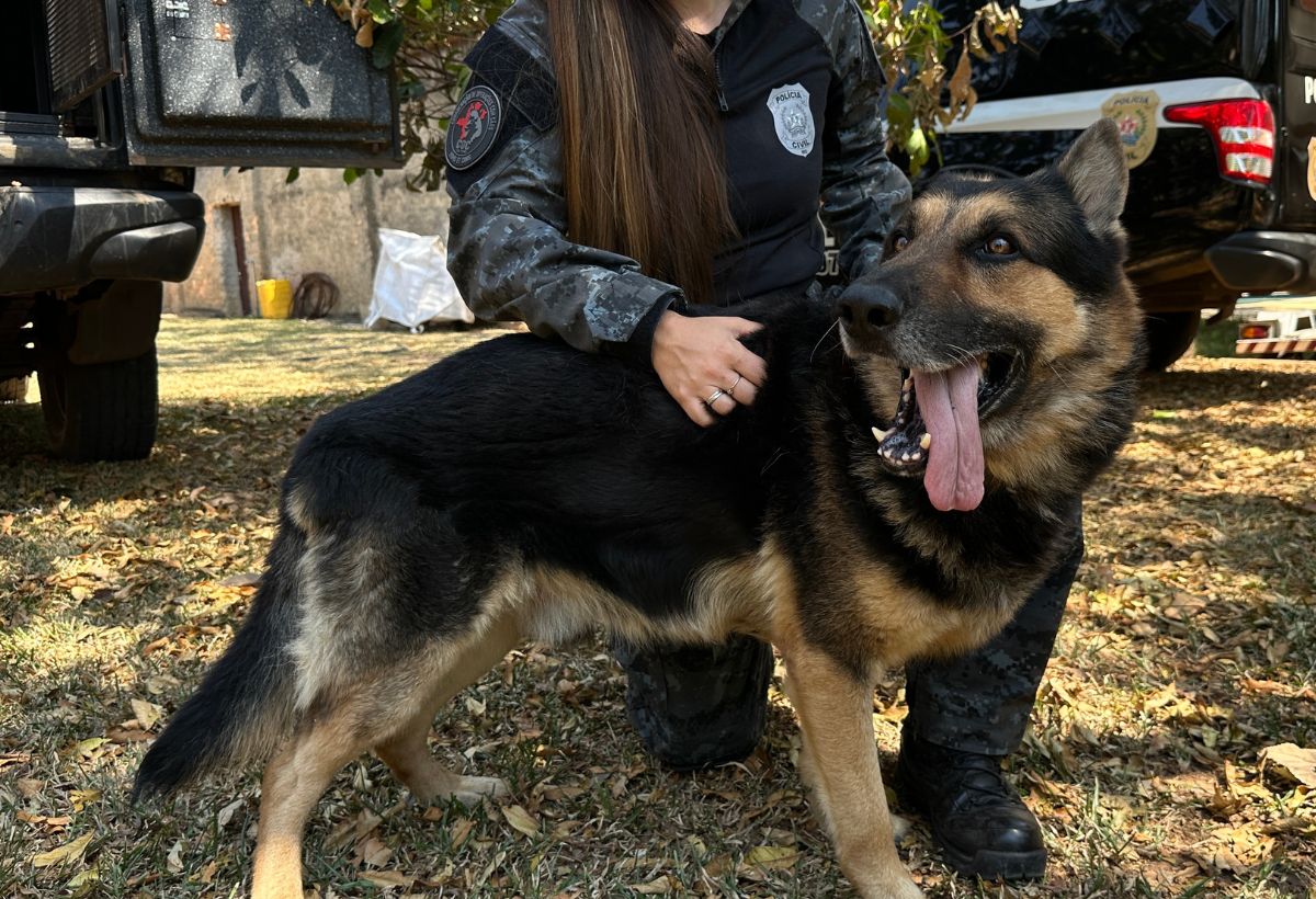 Pastor Alemão, Rottweiler: as raças mais usadas no trabalho policial