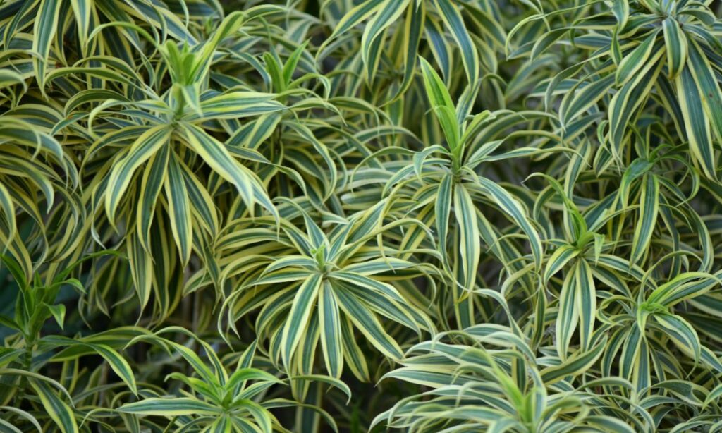 É extremamente adaptável, tolerando desde luz indireta brilhante até cantos mais sombreados