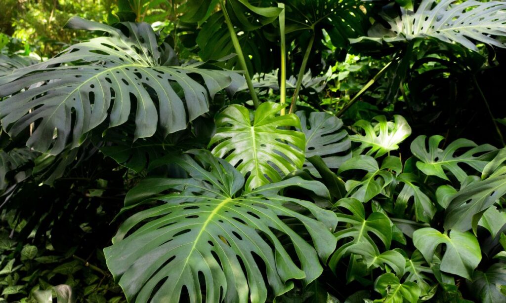 Em relação à água, ela prefere que o solo seque um pouco entre as regas