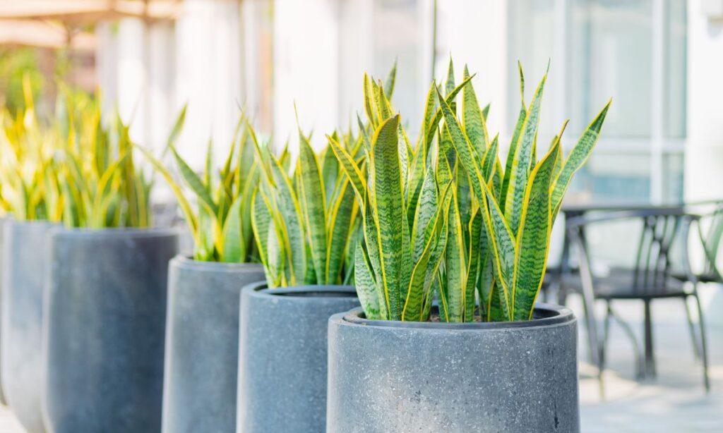 Essa planta é extremamente tolerante a condições de baixa luminosidade