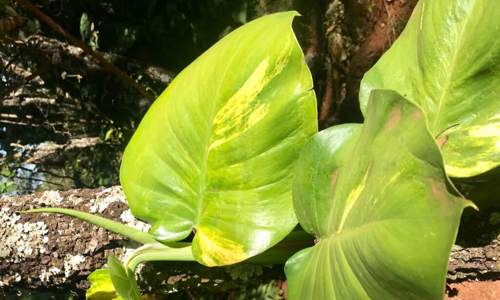 O crescimento rápido da Jiboia é um estímulo para quem gosta de ver os resultados do seu cuidado