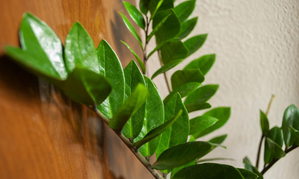 Ela se desenvolve bem em locais com luz indireta ou sombra